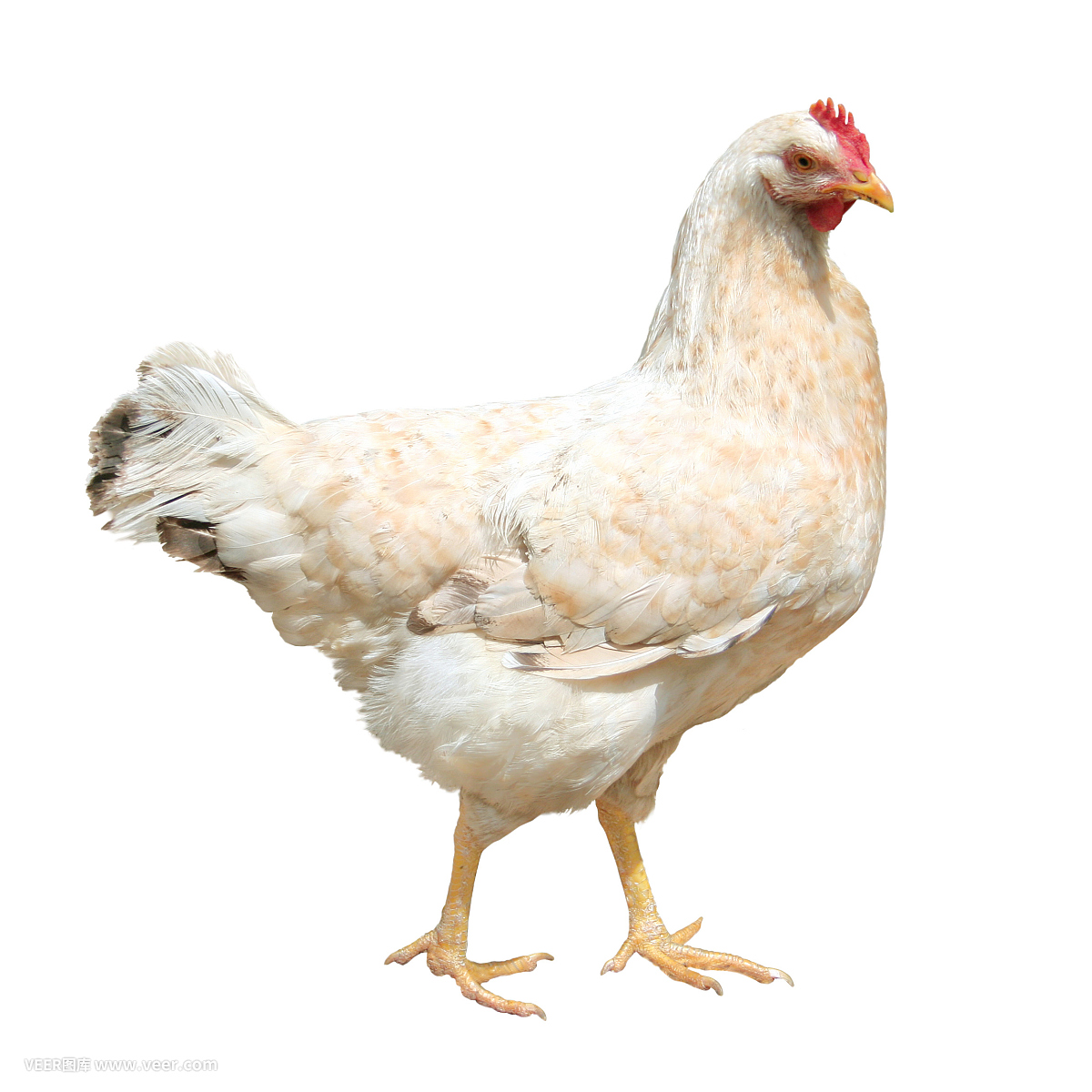 鸡仔肉,鸡崽肉,禽流感病毒,禽流感,劳作动物,
