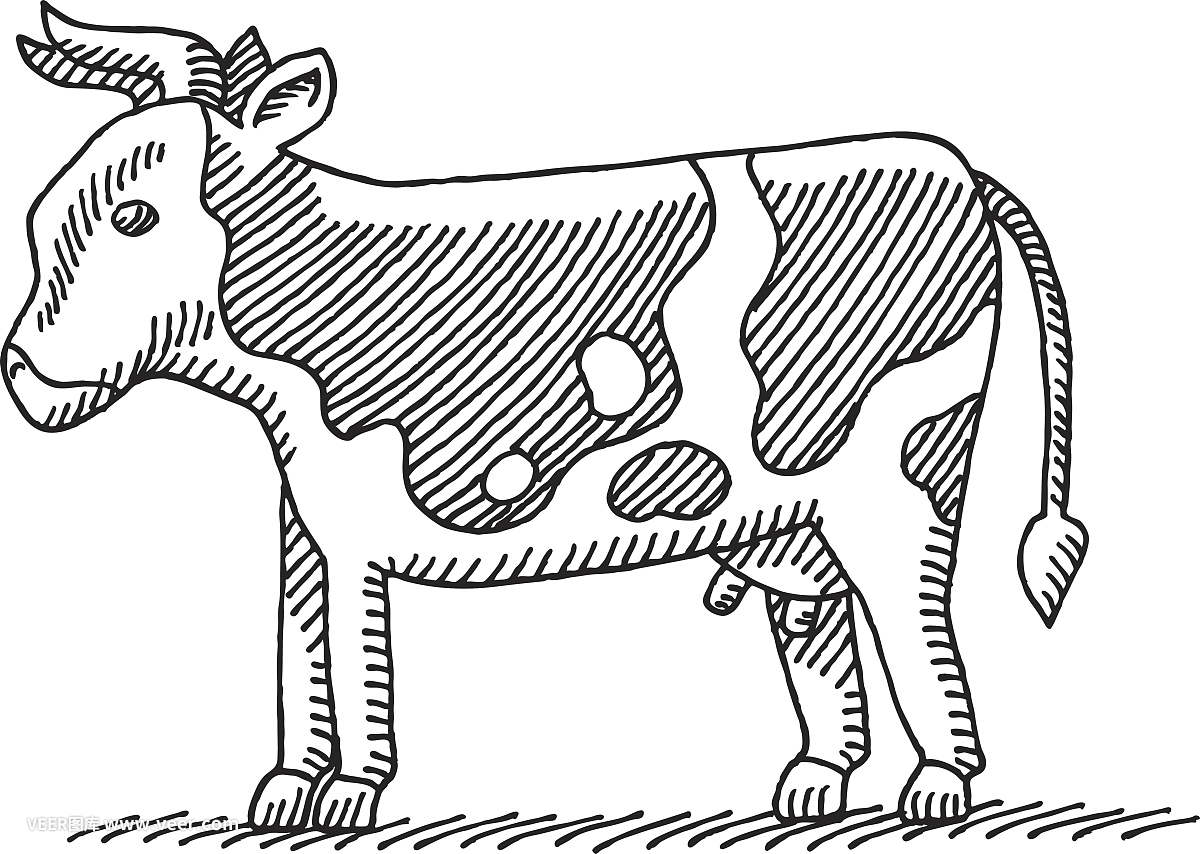 母牛,大型母兽,家牛,家养牛,钢笔和麦克笔画
